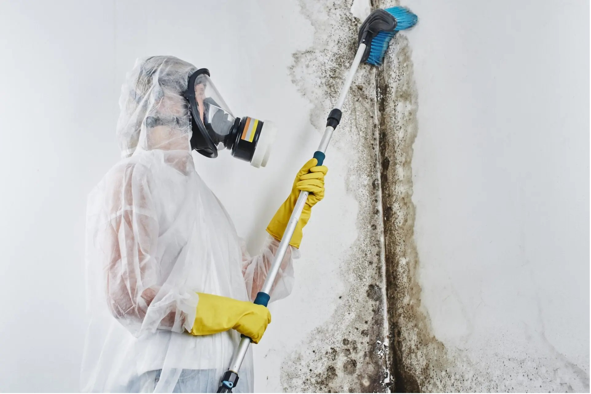 Mould Removal